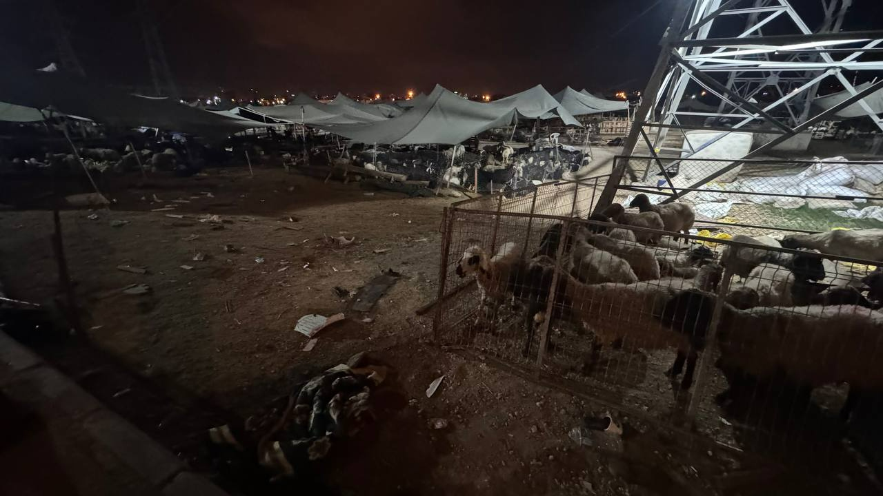 Mersin’de otomobil hayvan pazarına daldı: 8 kişi yaralandı, 20 küçükbaş hayvan öldü