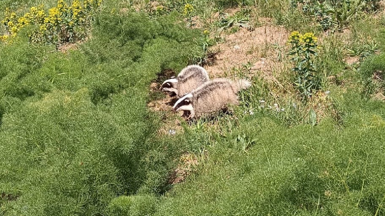 Nesli tükenmek üzere, Hakkari’de görüntülendi!