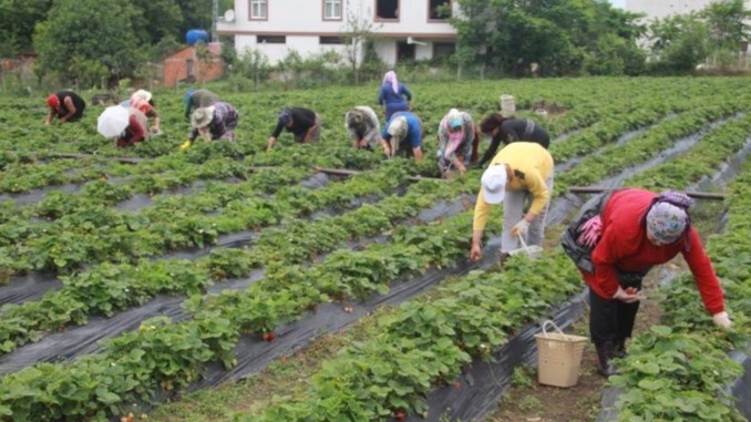 Ordu'da Çilek Hasadı Başladı