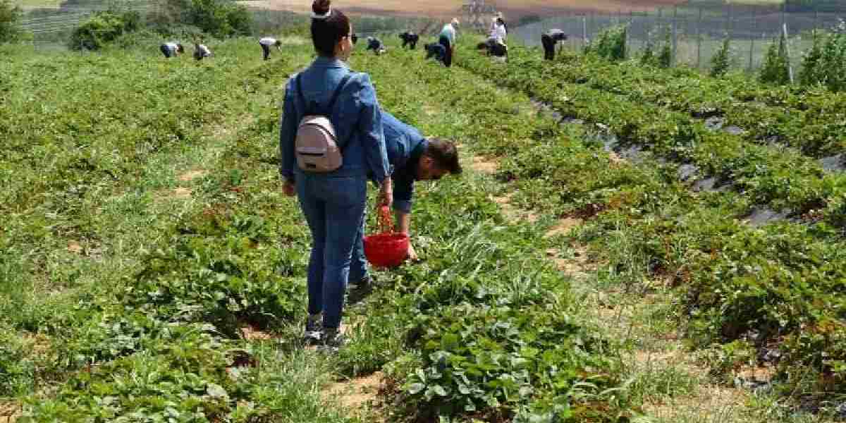 ozel-sektorun-birakip-cilek-yetistiren.jpg