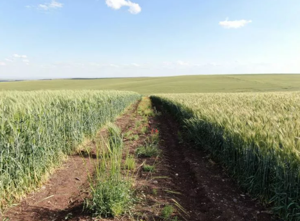 Siyez üzerinden asparagas pazarlama! – Kastamonu Gazetesi – Kastamonu ve Bölge Haberleri, Kastamonuspor, Şehir Gündemi ve Son Dakika Haberleri