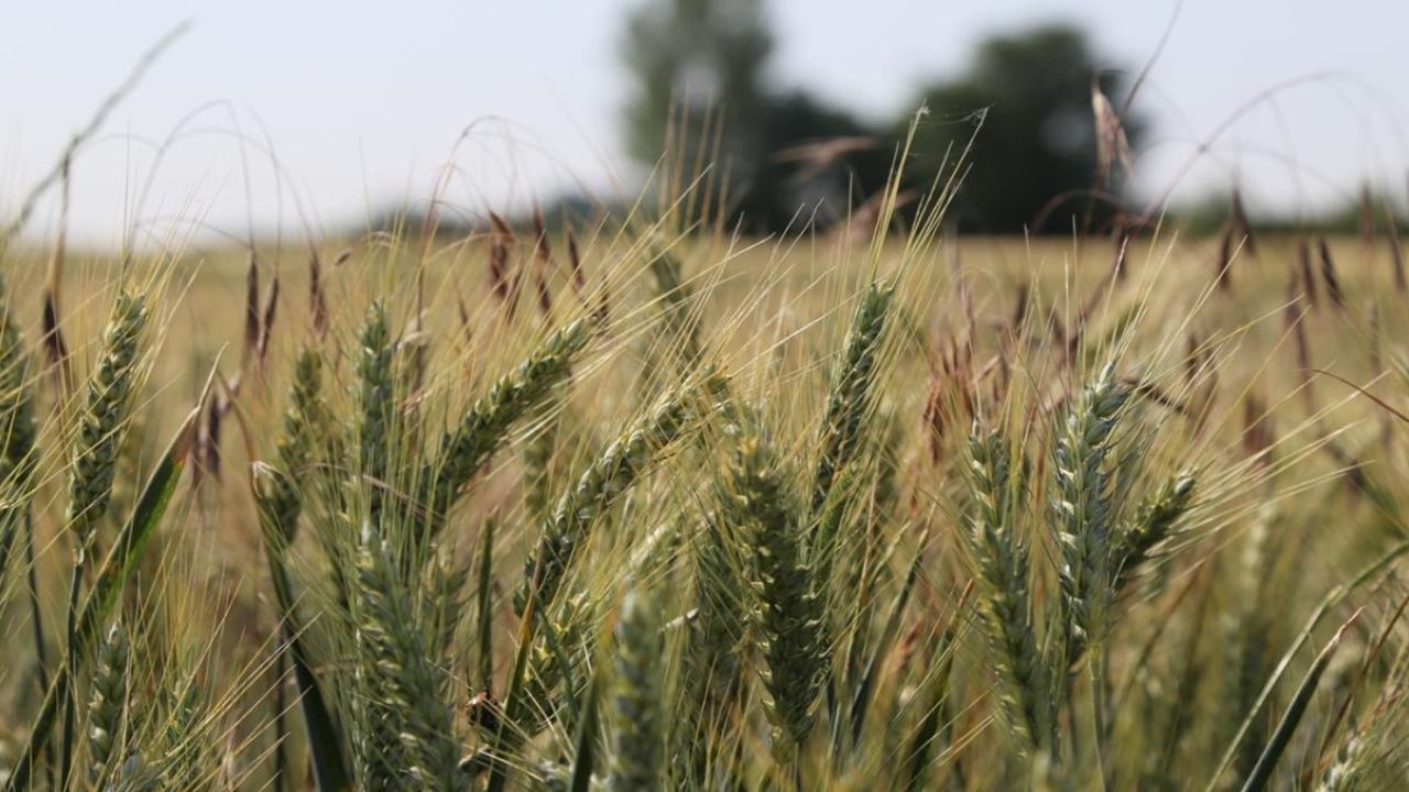 Türkiye tarımında yeni dönem! 2024 hububat alım fiyatları ve destekler açıklandı