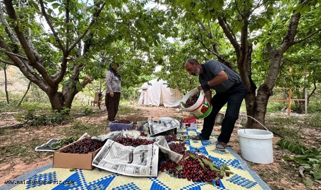 Yeşilyurt'ta 'Dalbastı Kirazı'nda hasat zamanı - Ekonomi - Malatya Tarafsız Haber