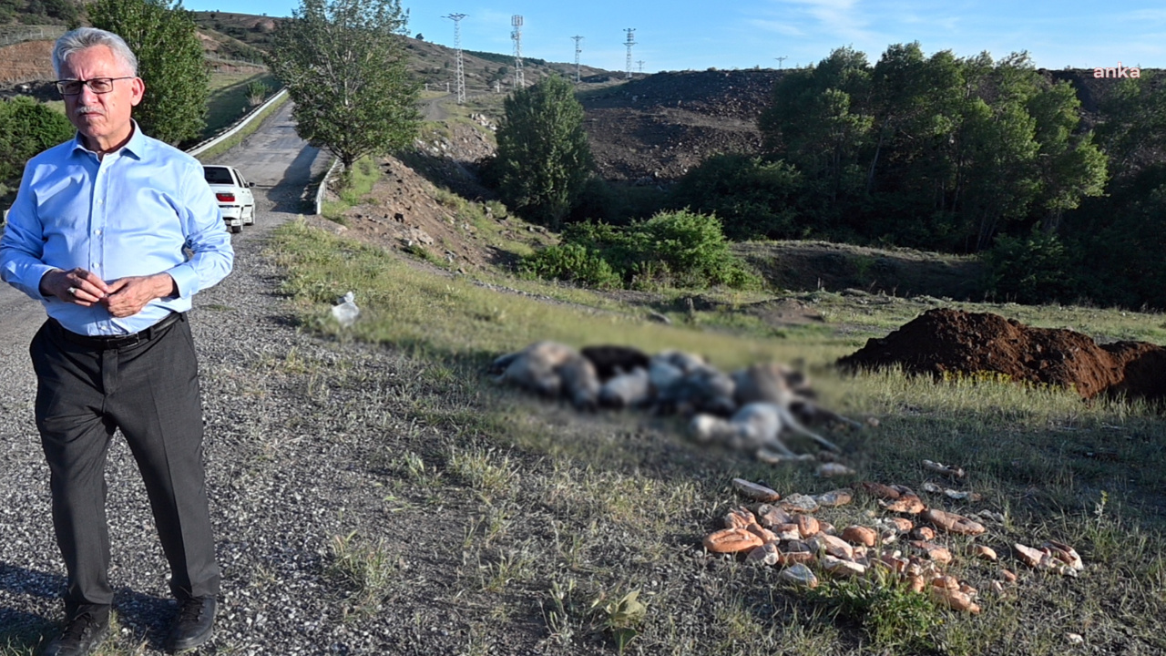 Yasayı beklemeden 20 köpeği iğneyle öldürdüler