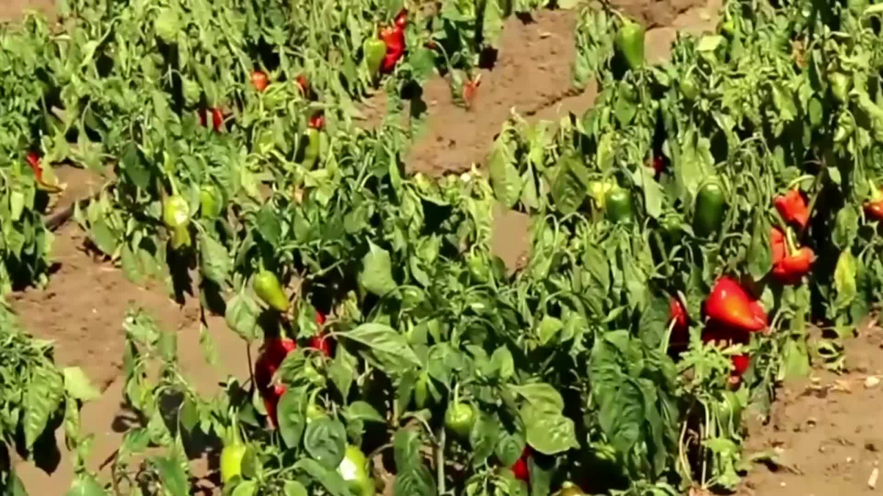 10 Bin Ton Kırmızı Kapya Biberi Yok Oldu