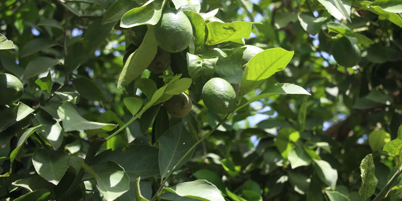 Adana Çiftçiler Birliği Başkanı Doğru’dan ‘limon’ açıklaması: 40 gün bekleyin!