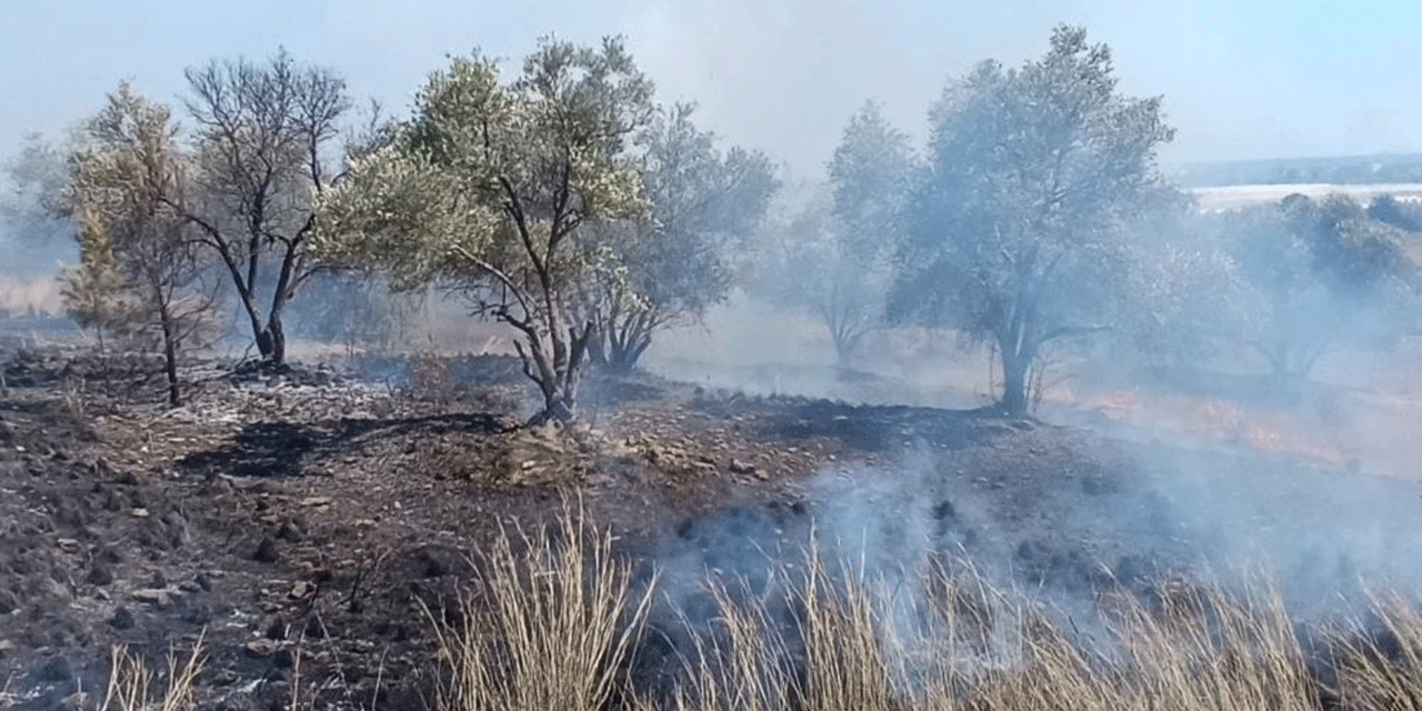 Antalya’da yangın: Zeytin ağaçları zarar gördü!