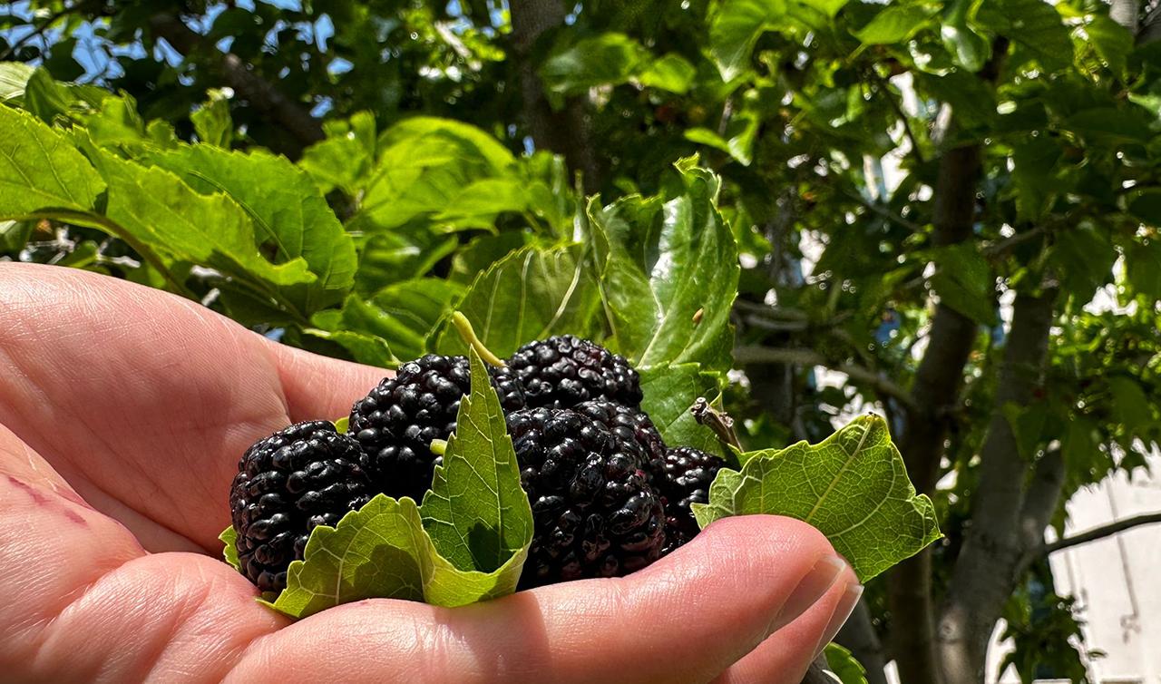 Daldaki hazine! Tam zamanı toplanmazsa çöp olacak