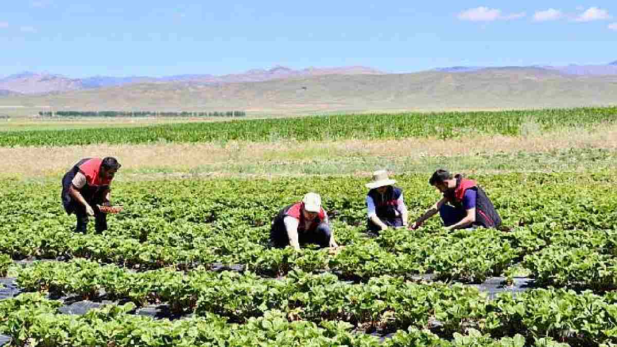 Burada yetişmez dediler, 400 ton verim aldı! Hayvancılıkla geçinen ilimiz o meyvenin başkenti olacak