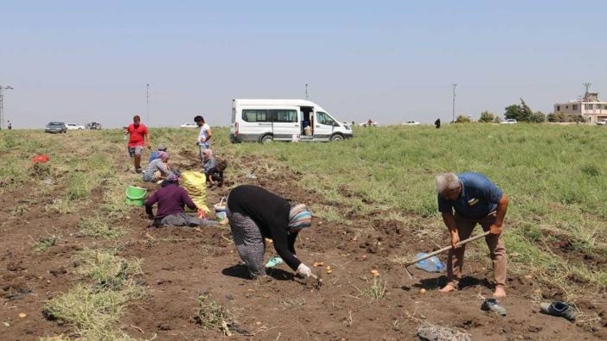 Tarladan toplayıp bedava dağıttı! Markette 15, tarladan 3 liraya… Alıcı bulmayınca ücretsiz dağıttı