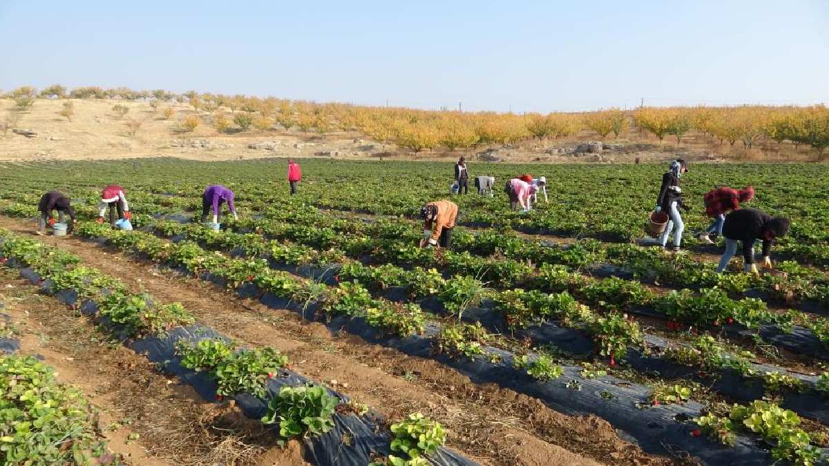 Devlet desteğiyle başladı, taleplere yetişemez oldu! Herkes tekrar tekrar alıyor, aylık en az 24 bin TL maaş ile işçi bulamıyor