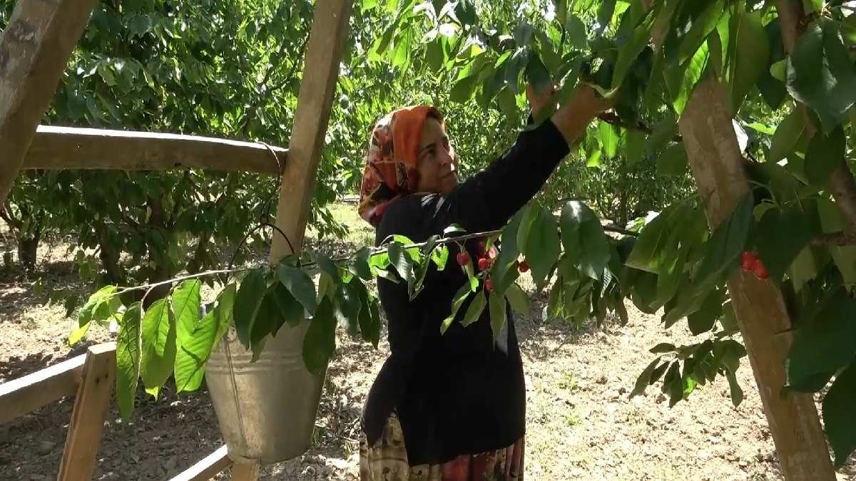 Hasadı başladı çiftçi perişan oldu! Fiyatlar aniden dibe çakıldı: Kilosu 35 TL’den satılıyor