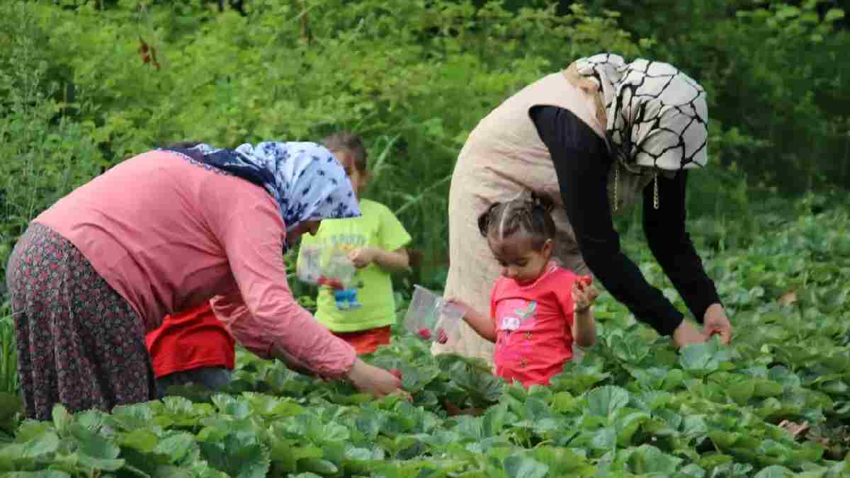 Bu hasat bildiğiniz gibi değil! O ekiyor müşteriler hasat ediyor: 40 tona yakın rekolte bekliyor