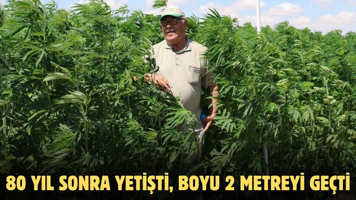 Konya’ya 80 yıl sonra ekildi! 2 kez sulandı 2 metreyi aştı: Türkiye izinsiz yetiştirilmesi yasak