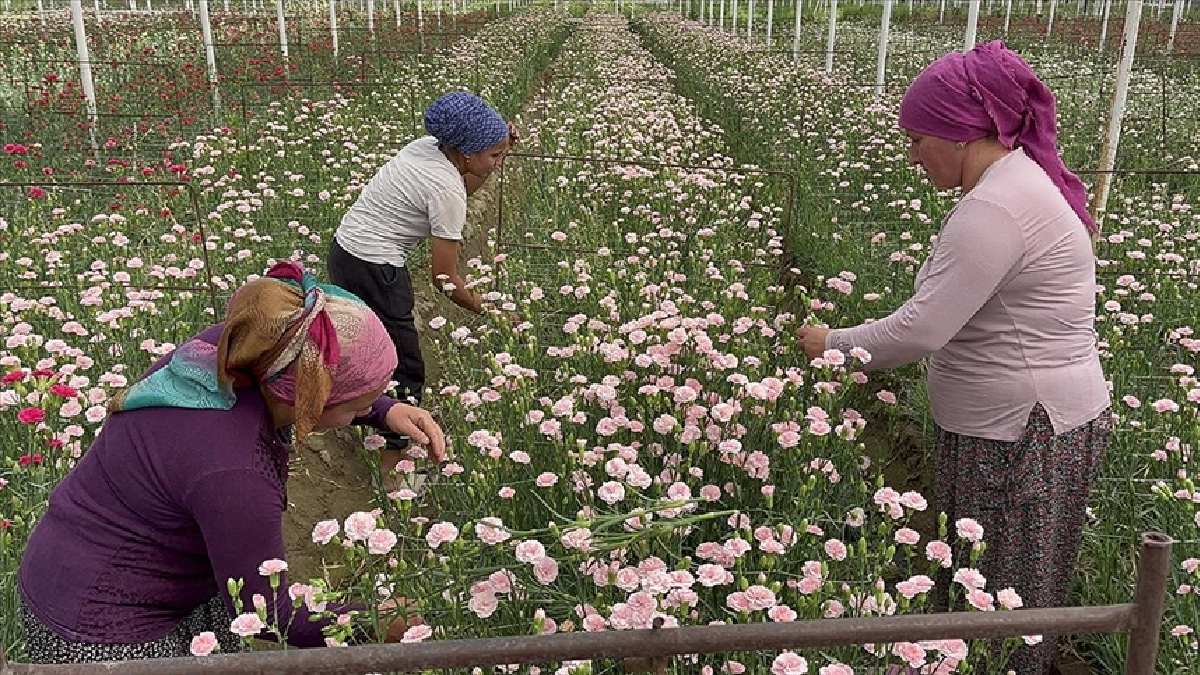 Eylül’de dikiyor 9 ay sonra hasat ediyor! Kalitesi Isparta topraklarından geliyor, Almanya ve İngiltere’nin gözdesi oluyor