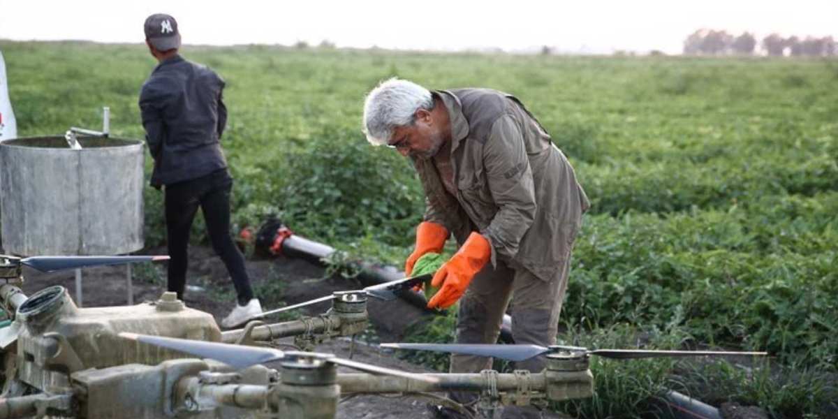 Adana’da hasadı başladı, sıcak her şeyi alt üst etti! Tarlada kilosu 6 TL’ye geriledi