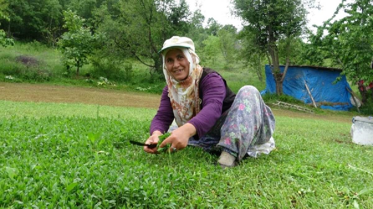 Kendiliğinden yetişiyor, yol kenarında gören poşetlerle koşuyor! Pazarlarda yok satıyor, toplayan kazancını katlıyor