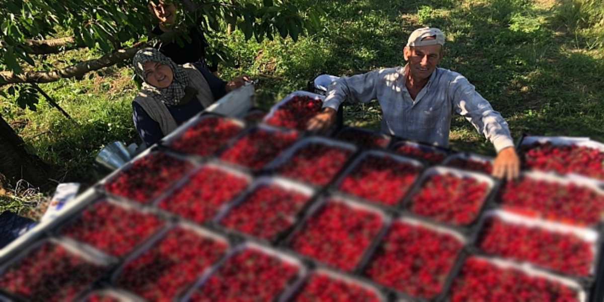 Mevsimi geldi daldan toplandı! Kuru yaşından daha faydalı çıktı: 1 avuç tüketen etkisine inanamıyor