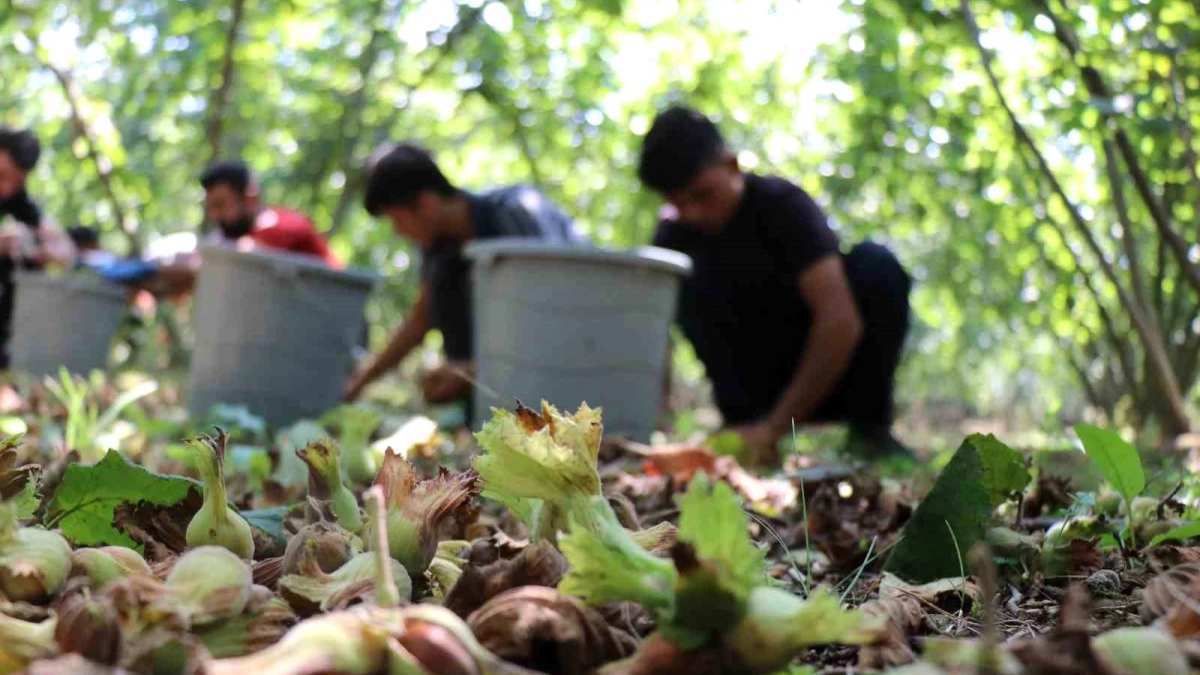 Fındık bahçesi olanların ocağı sönecek! Ziraat Odası Başkanından uyarı: Yeni istila başladı