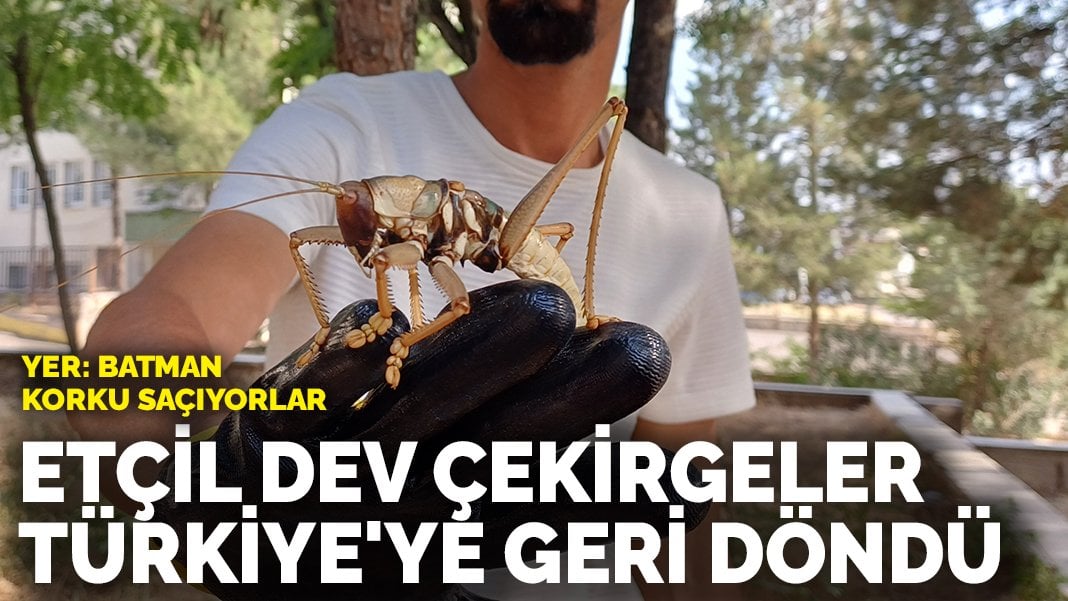 Korku saçan etçil dev çekirgeler Türkiye’ye geri döndü