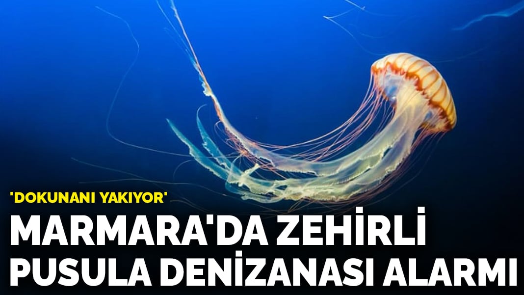 Marmara’da zehirli pusula denizanası alarmı