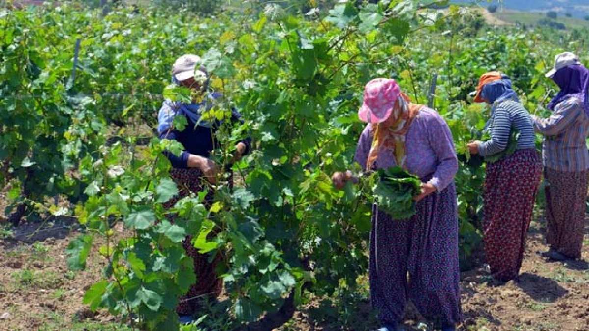 Mayısta hasadı başladı, Temmuz’da sona erecek! 7 yıllık tescil sahibi ürün 2 milyar getiri sağlayacak