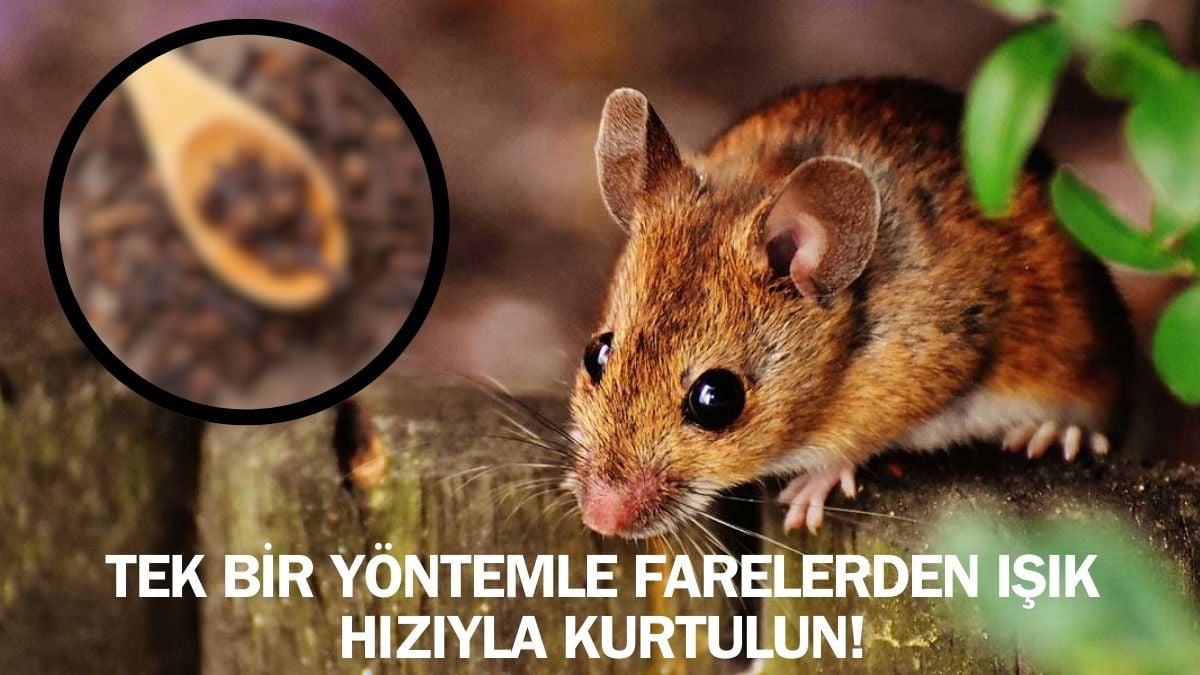 Fareler evlere bu yüzden geliyormuş! Ne ilaç ne kapan: 5-6 tane koyunca eve girmiyorlar