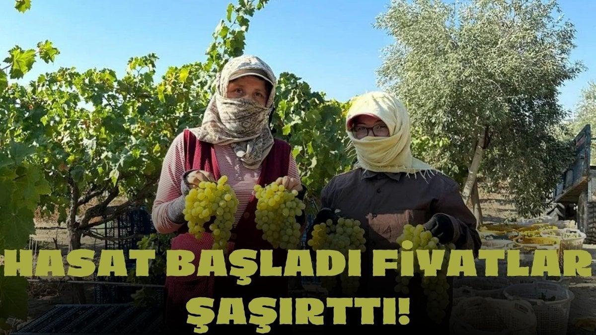 Mevsimin ilk hasadı başladı! Bağı 50 liraya kadar çıkıyor: 9 türü yetişiyor, her ile satılıyor