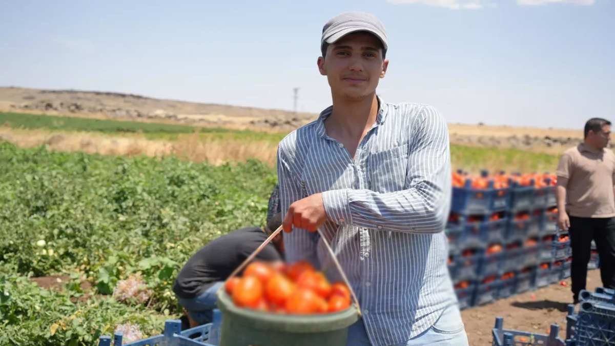 Sabah ezanında başlıyor, 45 dereceye meydan okuyor! Herkes stok yapıyor, tarlada 5 TL’den markette 25 TL’den satılıyor