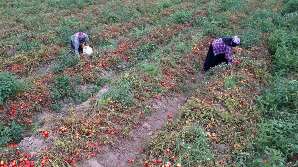 O kentte büyük yangın! Üretici zarar ediyor, şehirli kazanıyor! Tarlada 5 TL, Metropolde 25 TL