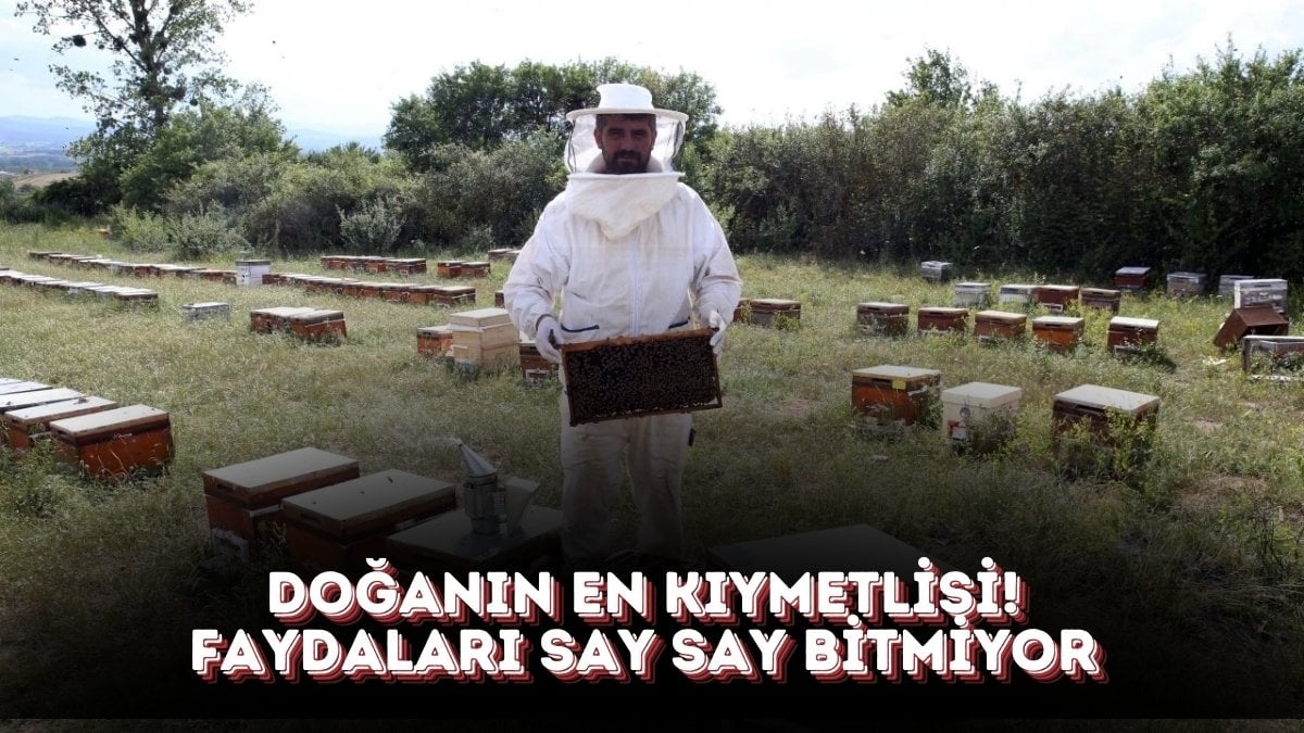 Yılda 15 gün açıyor, nektarıyla bal yapılıyor! Karadeniz’in sarı altını, o hastalıklara şifa oluyor