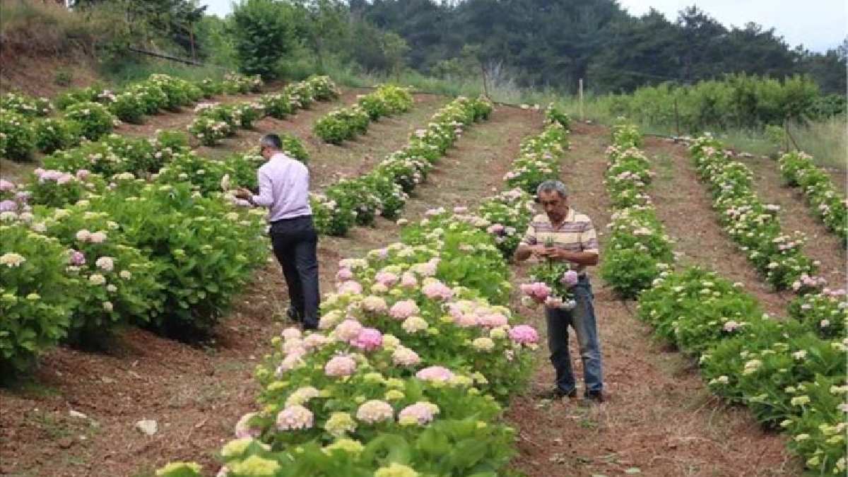 Hatay’da renkli hasat başladı! Tam 13 farklı renge bürünüyor 5 dönümlük arazide hasadı yapılıyor