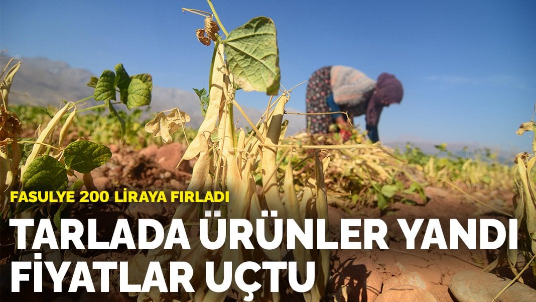 Tarlada ürünler yandı, fiyatlar uçtu