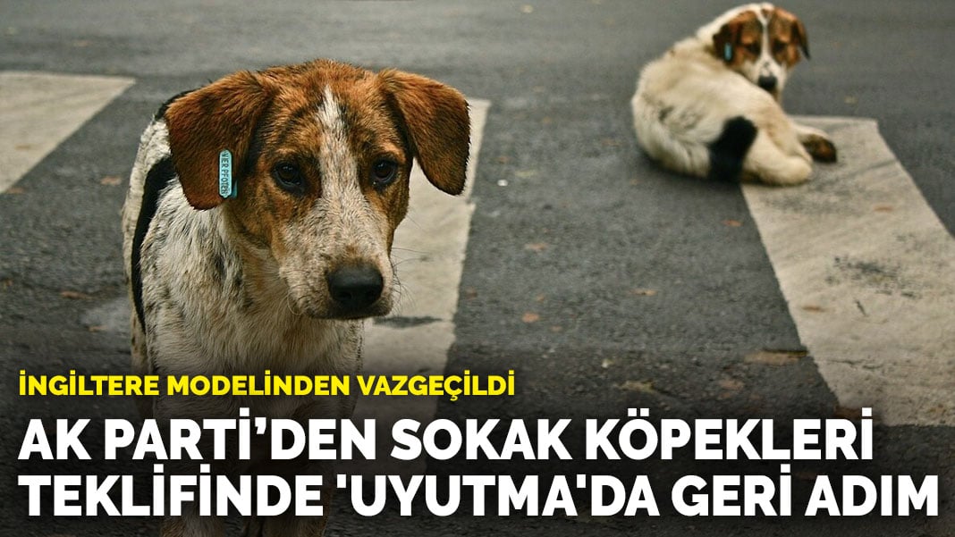 İngiltere modelinden vazgeçildi AK Parti’den sokak köpekleri teklifinde ‘uyutma’da geri adım