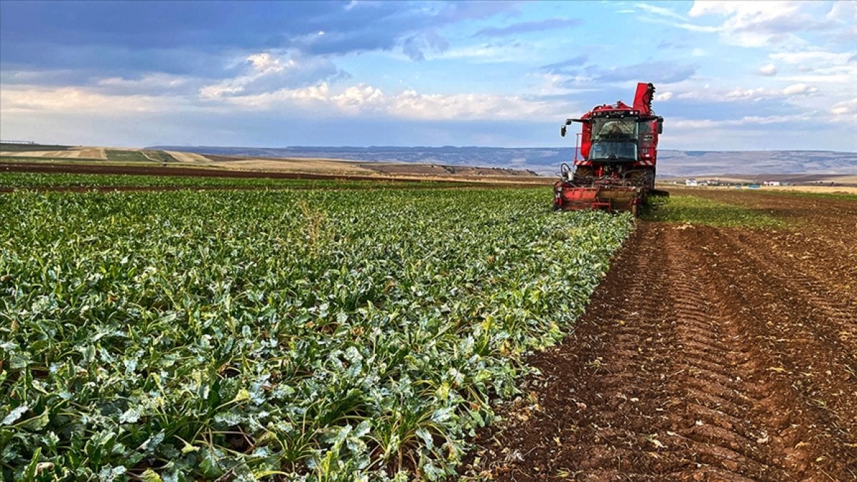 Fiyatını duyan tarlasındaki mahsulü söküp bunu dikiyor! Kilosu 4 Bin lira: Fındık ve zeytini bile solluyor