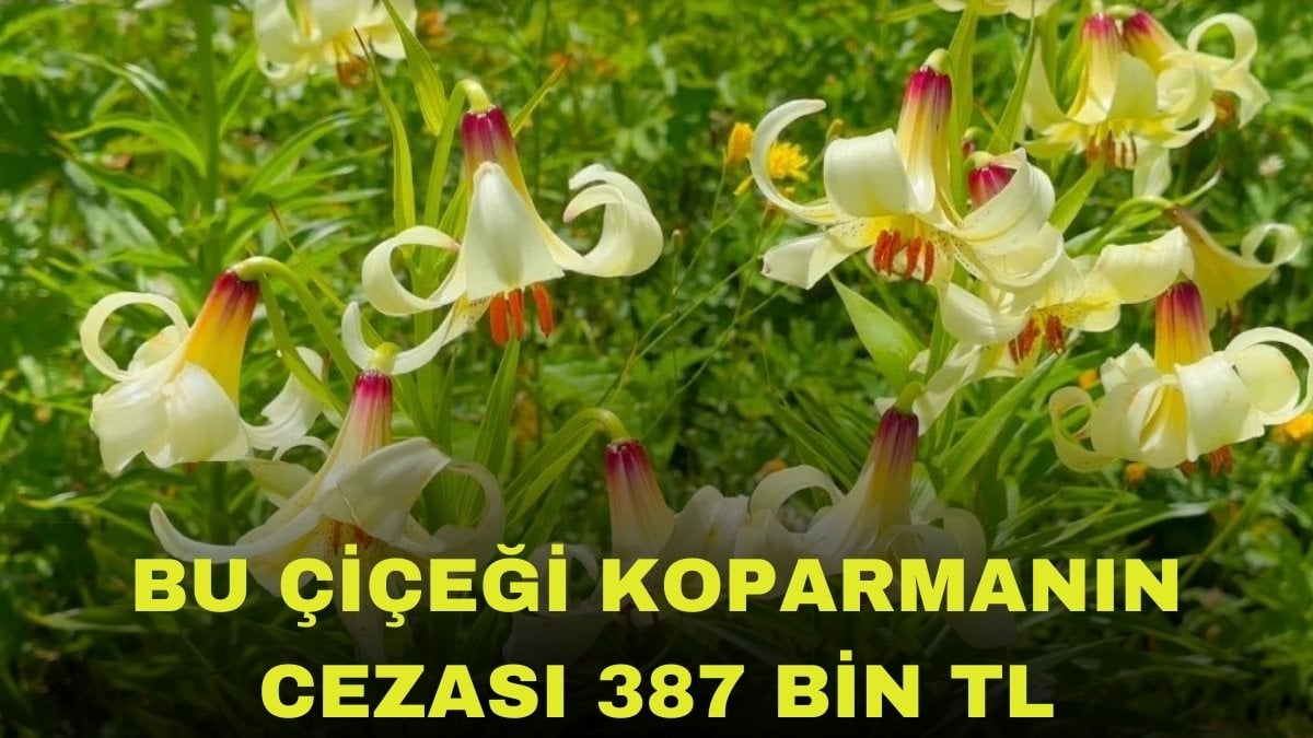 Bu çiçeği koparanın ocağına incir ağacı dikilecek! Yakınına bile yaklaşmayın: 387 bin TL cezası var