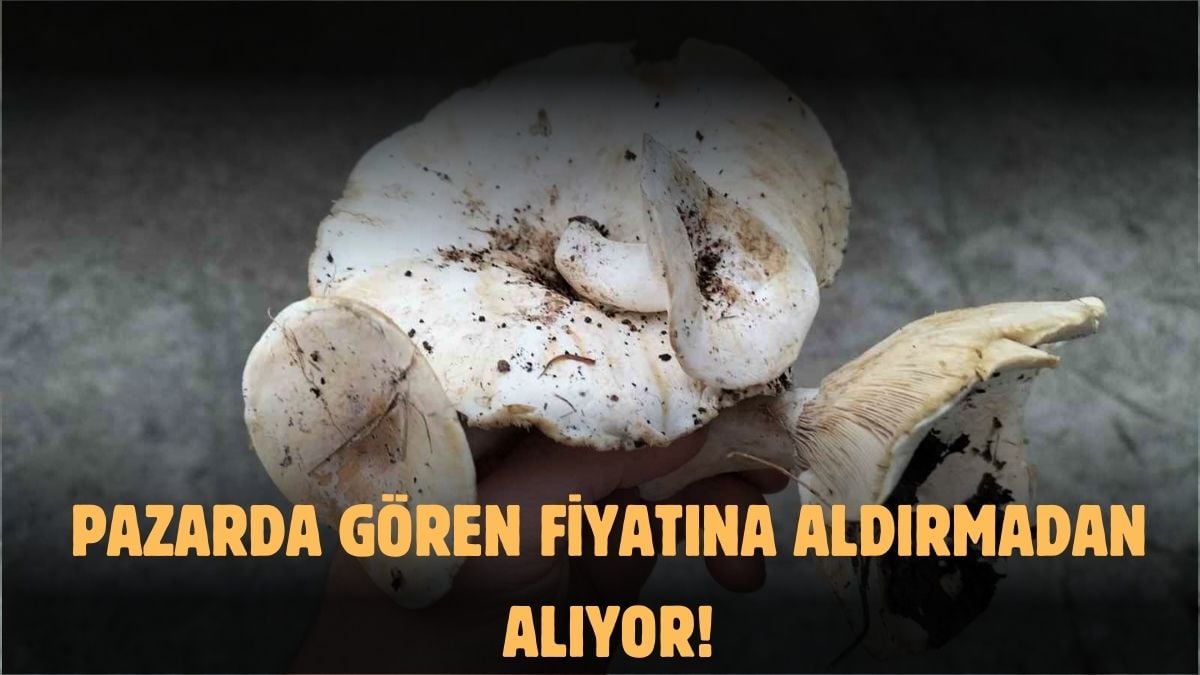 Ordulular dağ bayır gezip arıyor! Dağlardan toplayıp kilosunu rekor fiyata satıyorlar