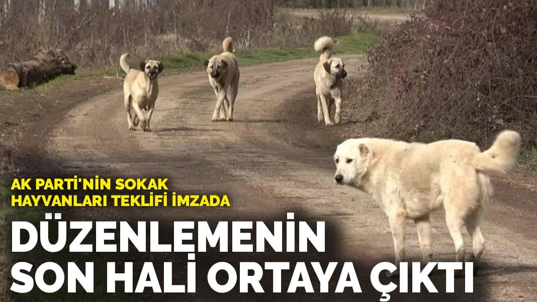 AK Parti’nin sokak hayvanları teklifi imzada! Düzenlemenin son hali ortaya çıktı