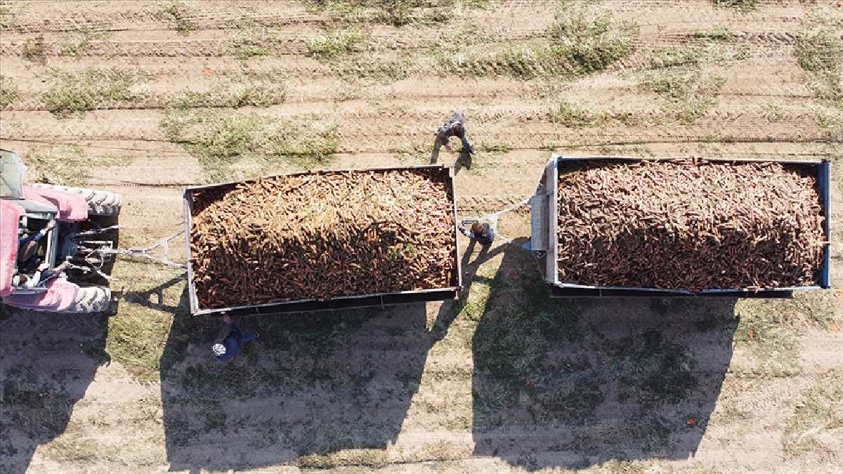 10 ay üretim yapıp 2 ay dinleniyor! Havuzlara temizlenip Türkiye’ye dağıtılıyor! Çorbalık ve çocuk maması için ayrılıyor