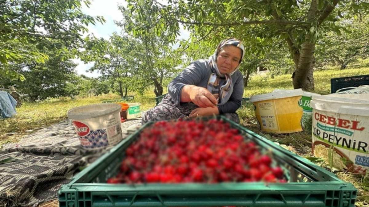 Bunlar yemelik değil sanayilik! Kilosu 50 TL’den alıcı buluyor! En son onlar daldan toplanıyor