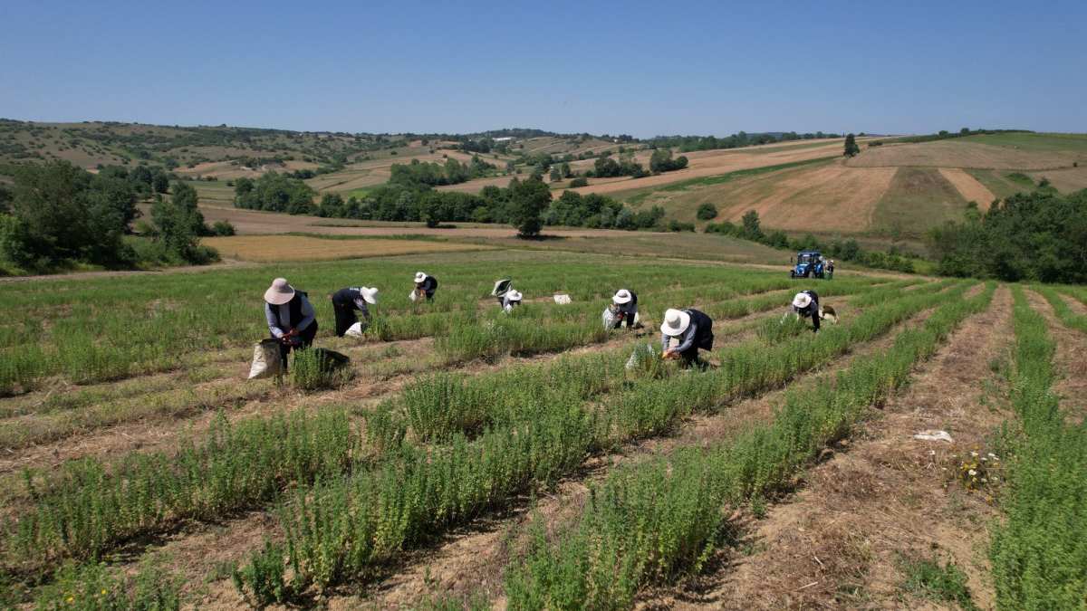 Bitkilere zarar vermeden toplanıyor, pazarda yok satıyor! Geleneksel yöntem kullanılıyor, kilosu 200 TL’den satılıyor