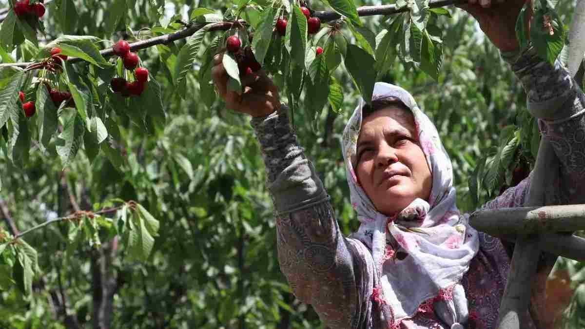 1200 ağaç para kaynakları oldu! 24 yıllık emek dolu üretim: Her bir ağaçtan 80 kilo verim alıyor paraya para demiyorlar