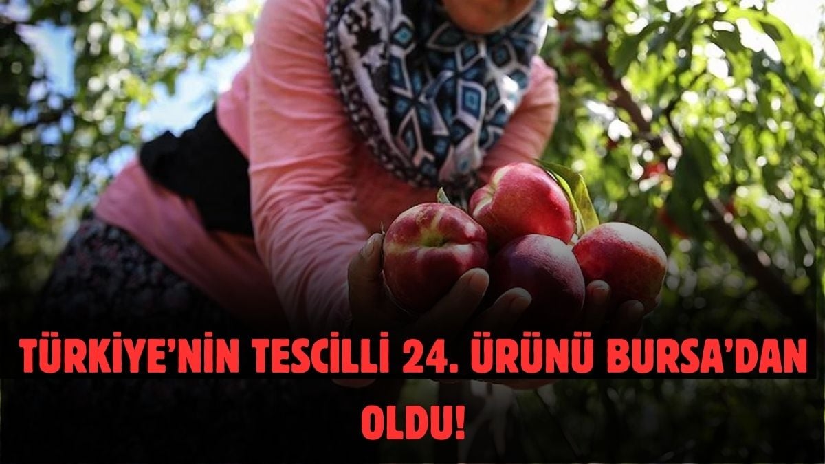 İşte Türkiye’nin AB tescili alan 24 ürünü! Avrupa Birliği duyurdu: Bursa’nın bir ürünü daha listede