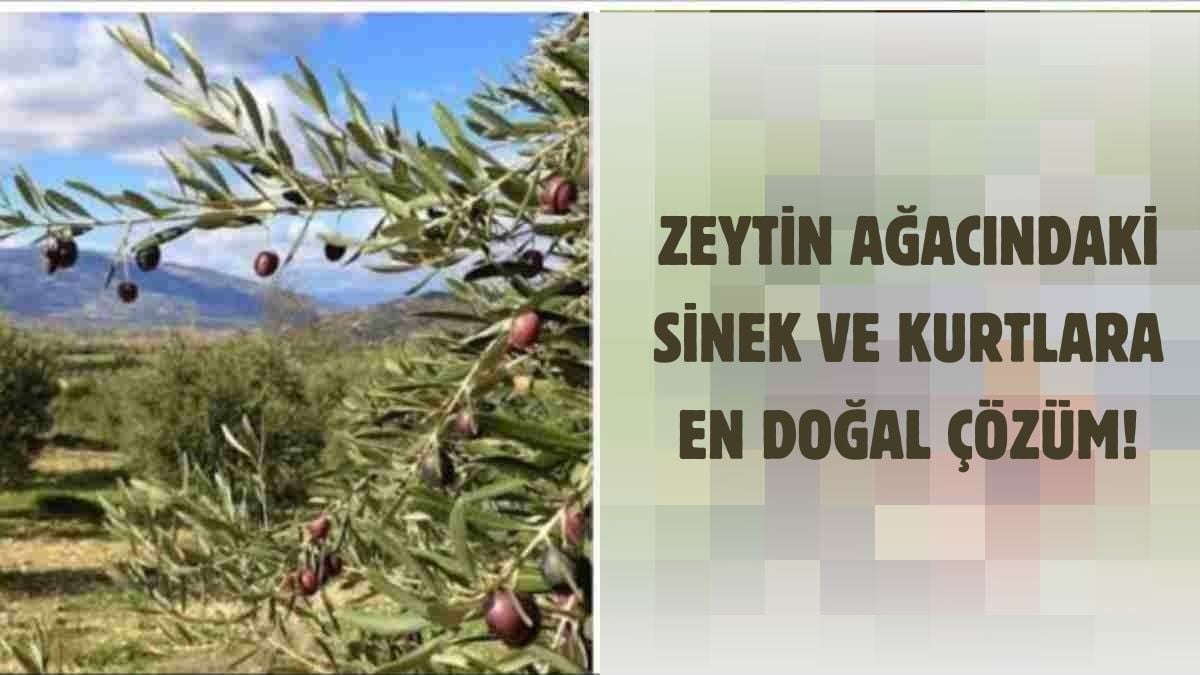 Zeytin ağaçlarının yanına bu meyveyi dikin, ilaçlamayı unutun! Sineklenme ve kurtların çözümü o ağaç çıktı