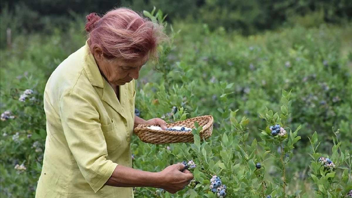 Üzüme alternatif ekildi, 7 ülkeye birden gönderiliyor! ‘Süper gıda’ olarak biliniyor, en çok kadınlar görev alıyor