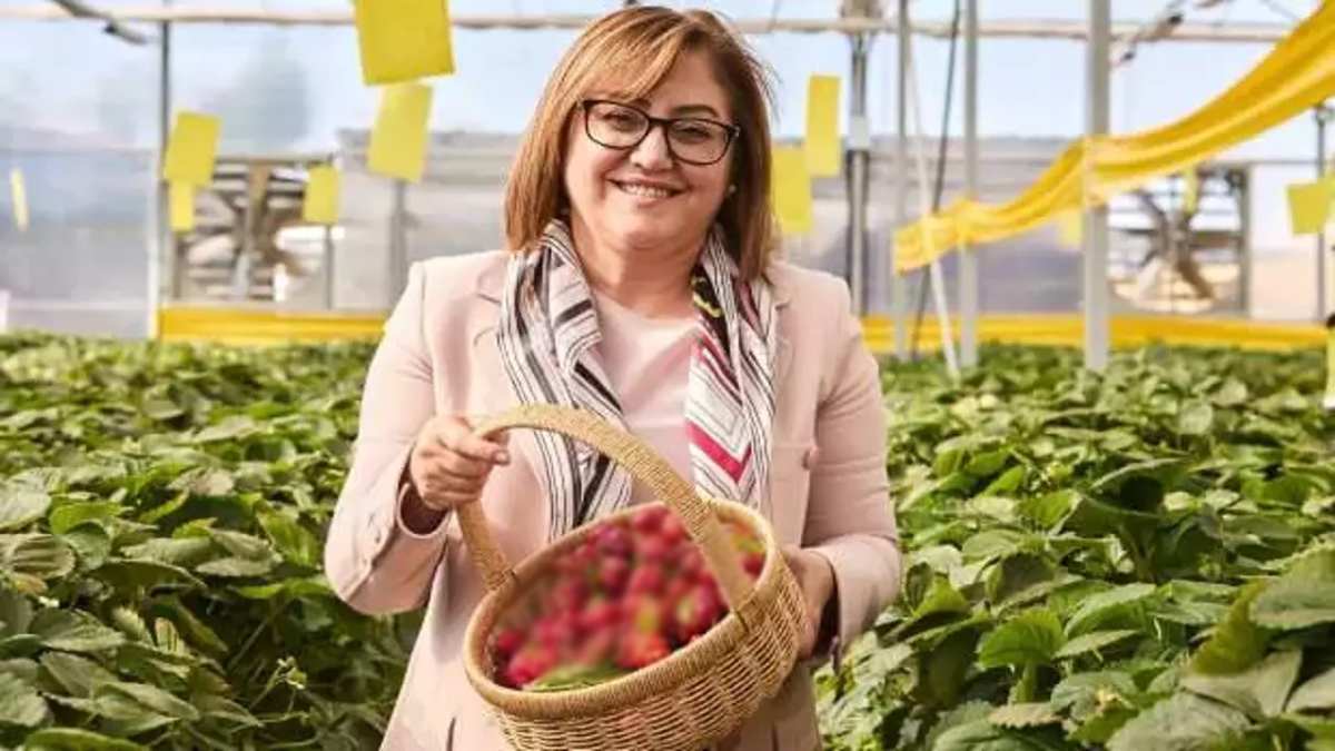 Elektrik kullanılıyor, topraksız yetişiyor! İlk hasat tamamlandı: 65 yaş üzerine dağıtılacak