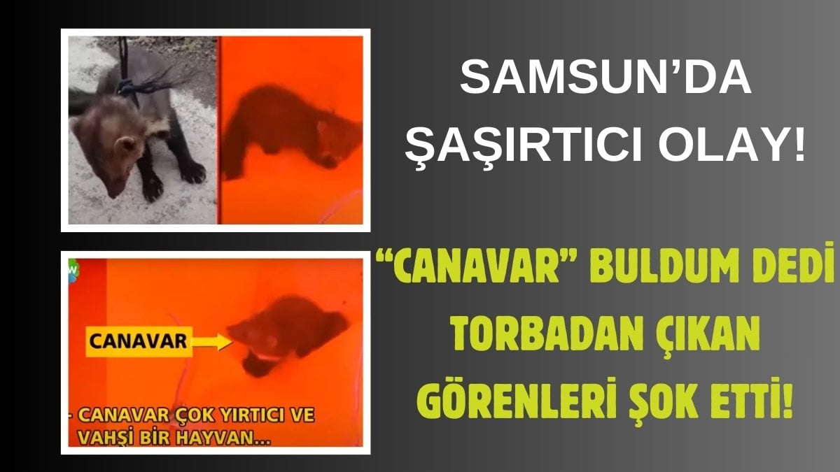 Samsun’da herkesin konuştuğu canavar yakalandı! Silahla nöbet tutuyorlardı: Gören küçük dilini yuttu