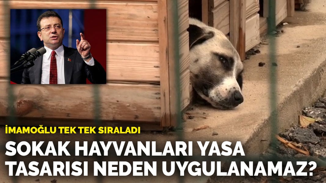 İmamoğlu tek tek sıraladı: Sokak hayvanları yasa tasarısı neden uygulanamaz?