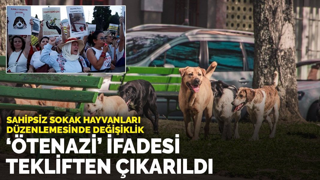 Sokak hayvanları düzenlemesi: Ötanazi ibaresi çıkarıldı, yeni hüküm eklendi