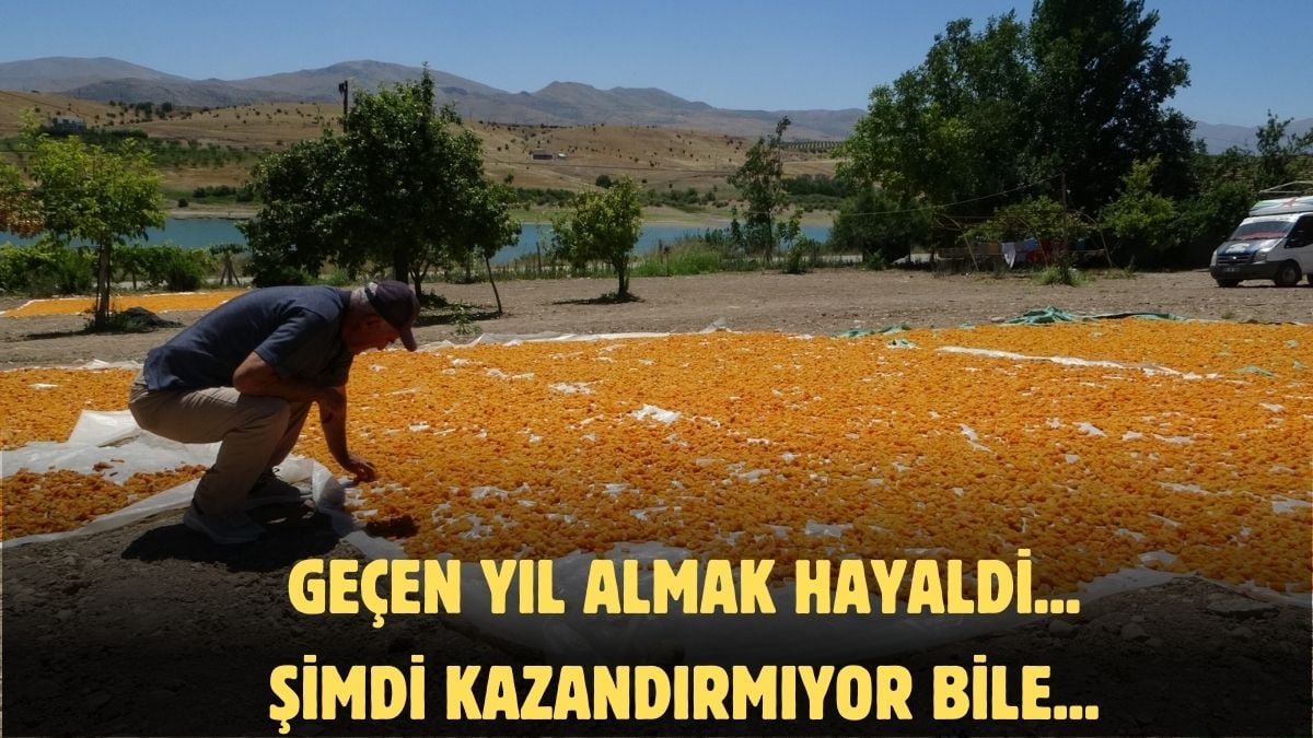 Geçen sene kimse alamıyordu, tescilli meyvede fiyat düştü! Kışlık yapacakların gözdesi, çiftçiler isyan etti